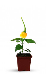 adoptez un plant de piment Aji Charapati