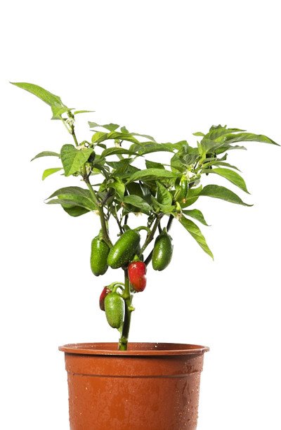 le piment Jalapeno…