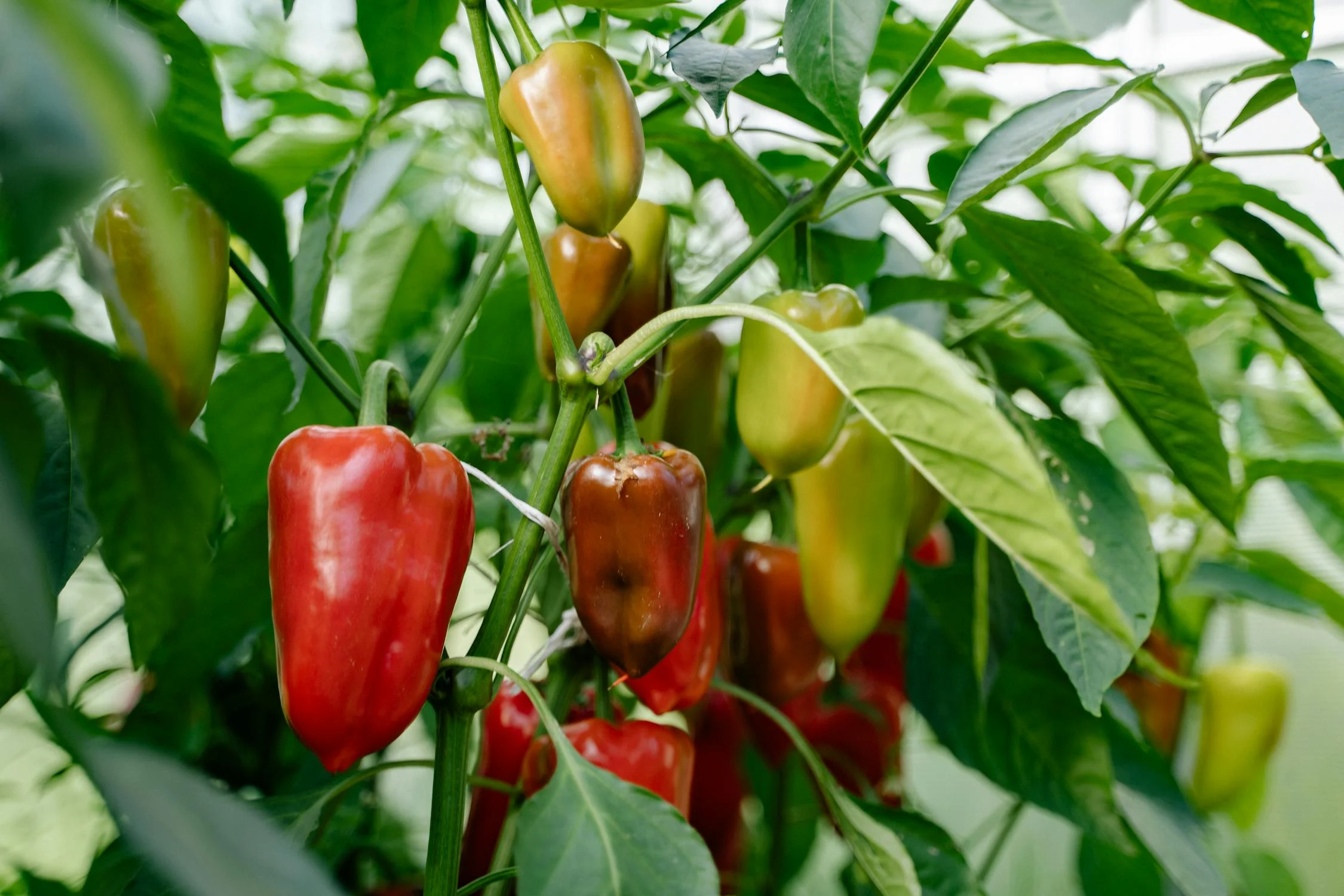 Faire pousser ses piments épisode 4