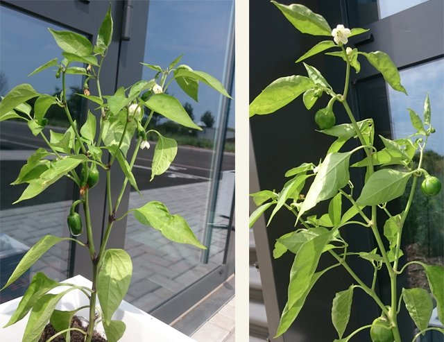 Comment guérir mon plant de piment : feuilles qui noircissent, fleurs qui tombent…