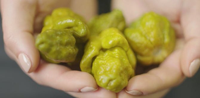 Nouveau piment le plus fort du monde : le pepper X