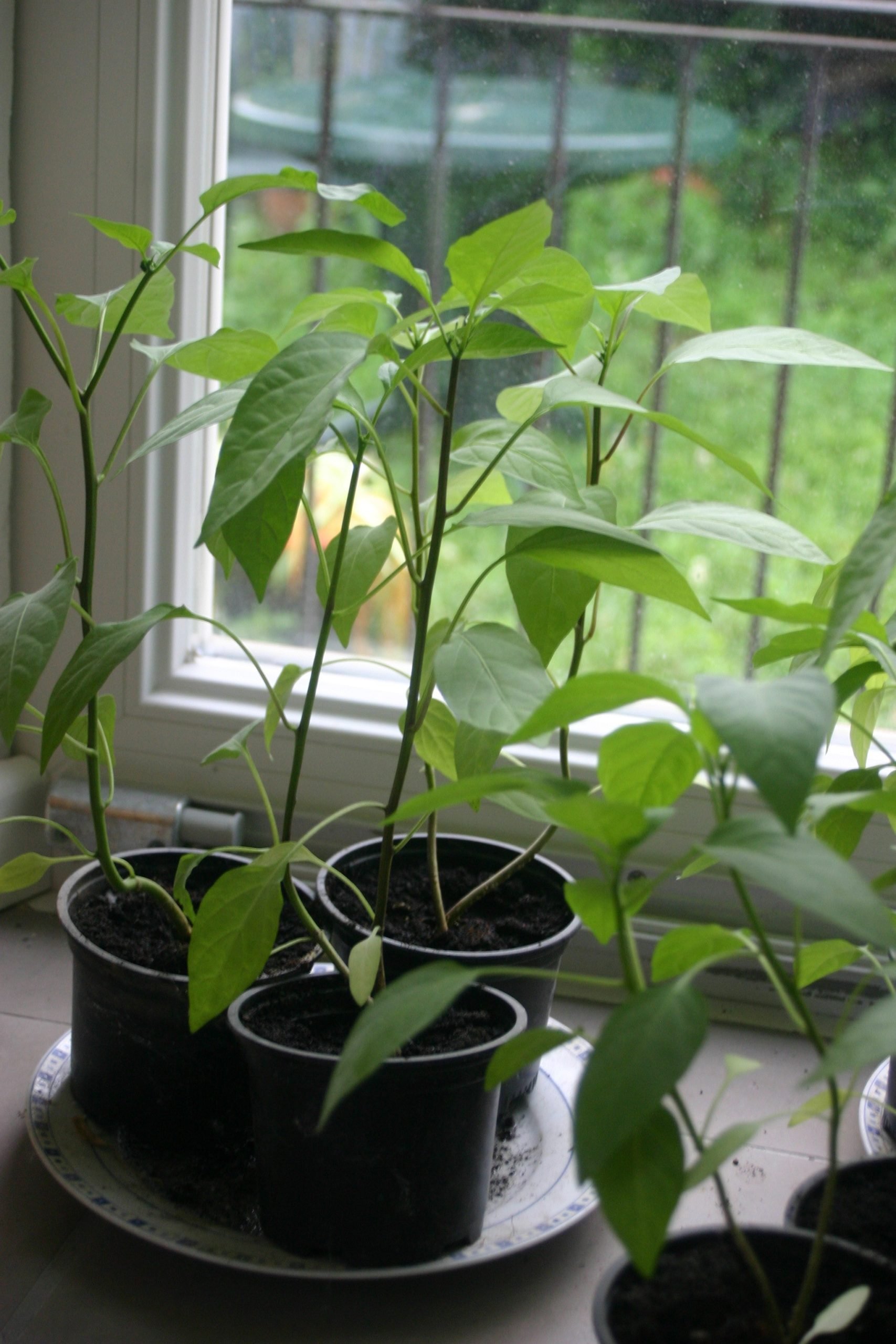 réussir la plantation de ses piments (suite)