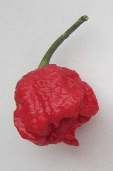 Piment carolina reaper – nouveau record