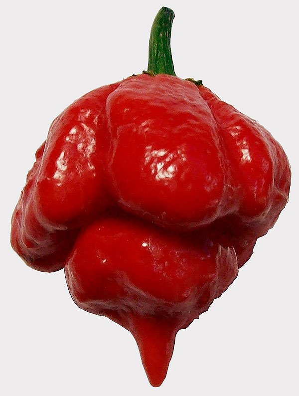 Un nouveau piment encore plus fort…