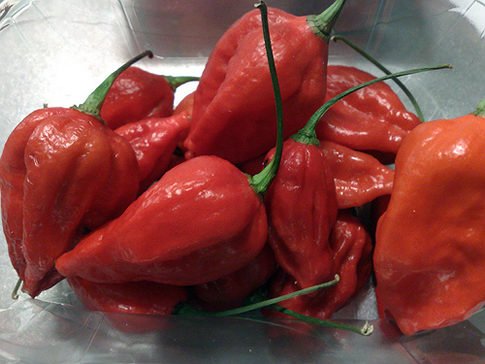 Nouveau classement des piments les plus fort du monde