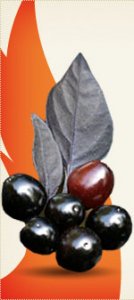 graine-black-pearl