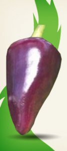 jalapeno-violet