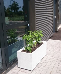 plants-boutique