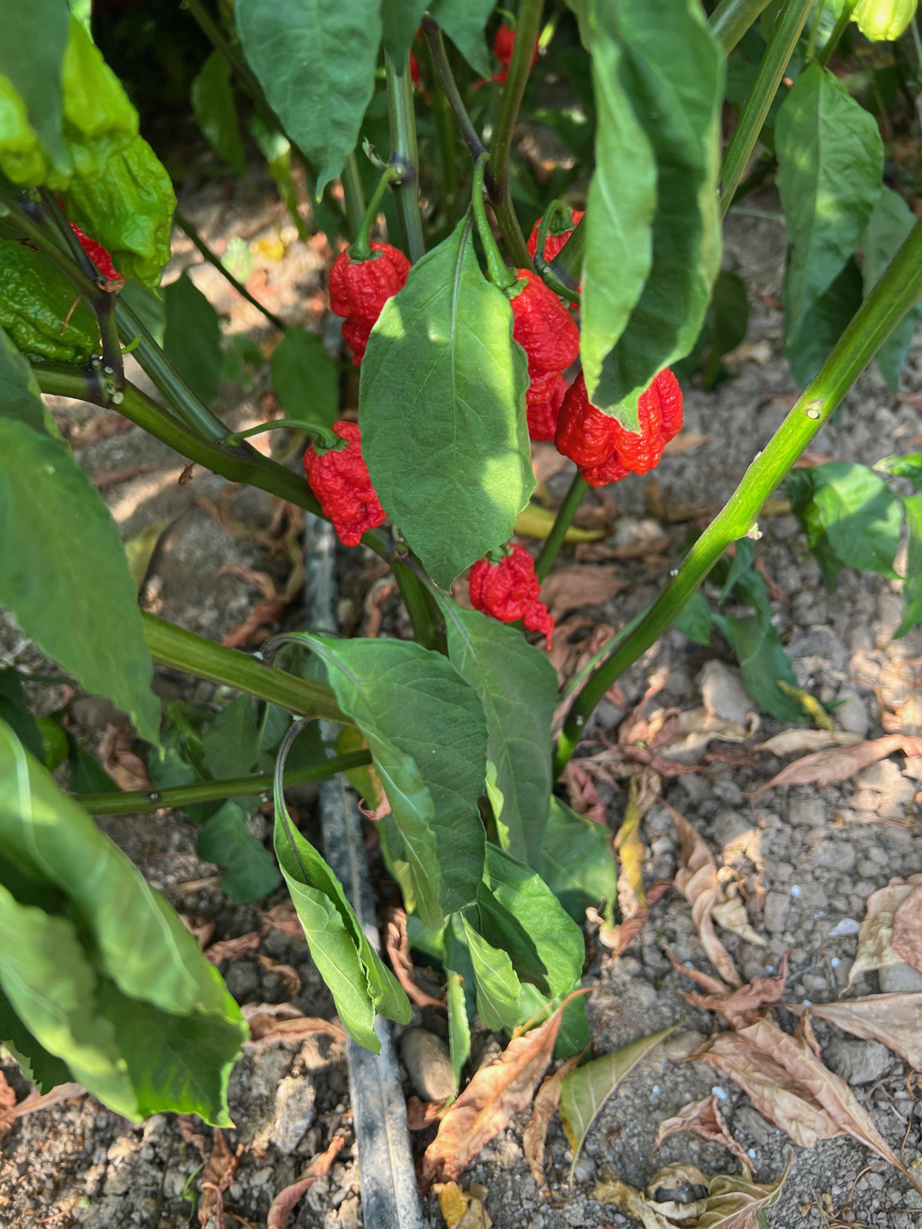 Trinidad Scorpion plant