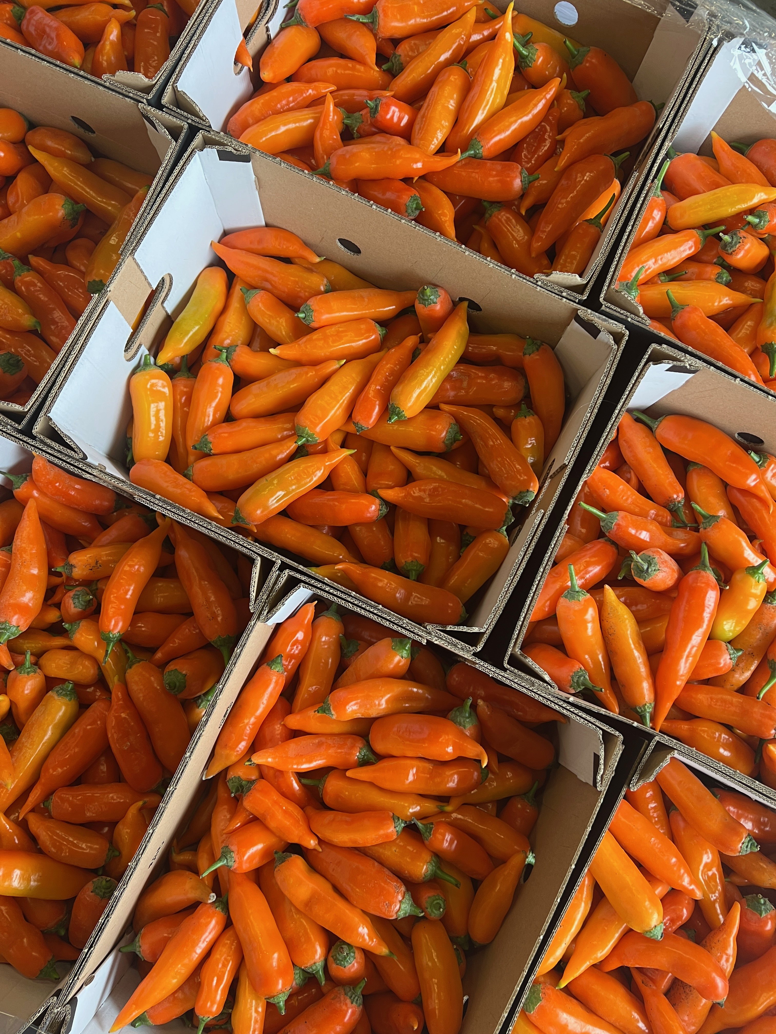 peruvian-pepper