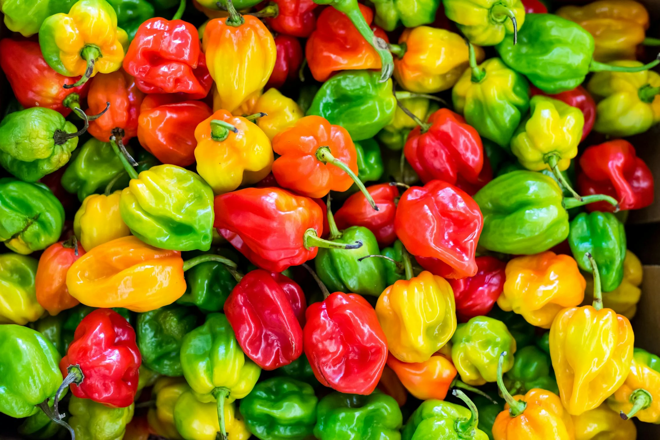 piments piquants